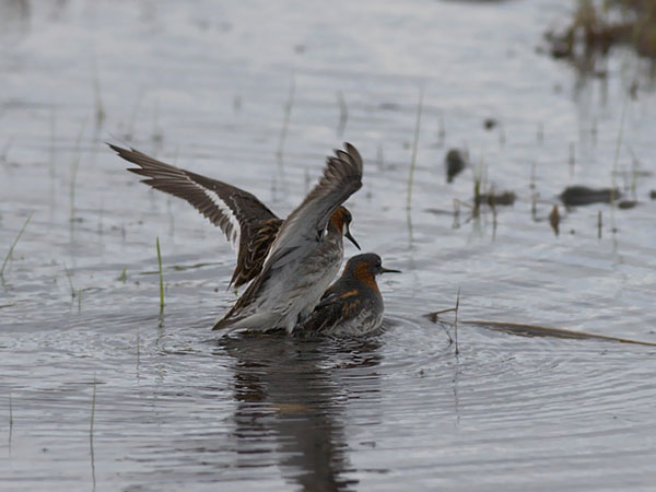 Vesipääsky, Red-necked Phalarope, Phalaropus lobatus